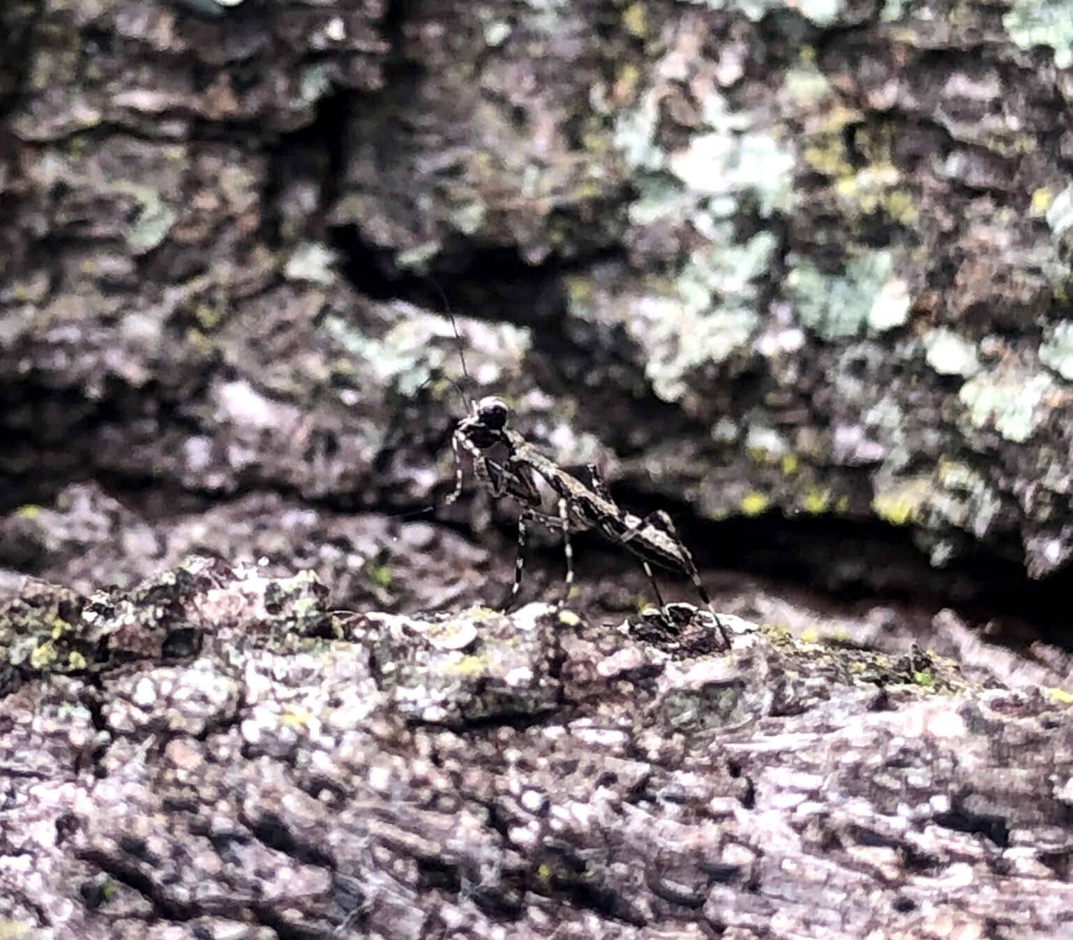 Praying mantis